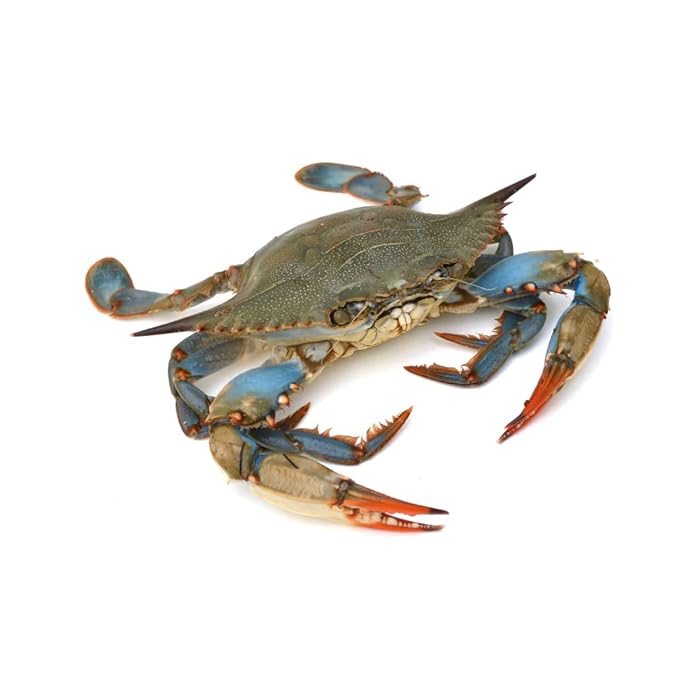 Whole Blu Crab Size