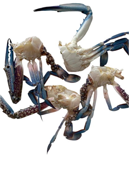 Blu Crab Cut & Clean Medium Size 500g