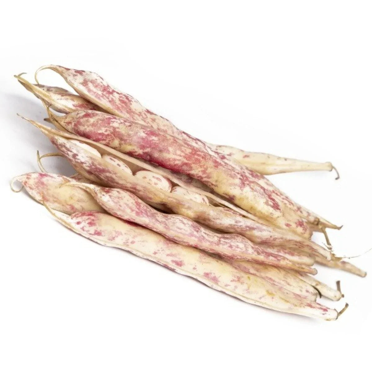 Lebanese Fresh Kidney Beans 500g — عيشة خانم | Air-Flown | Welaza