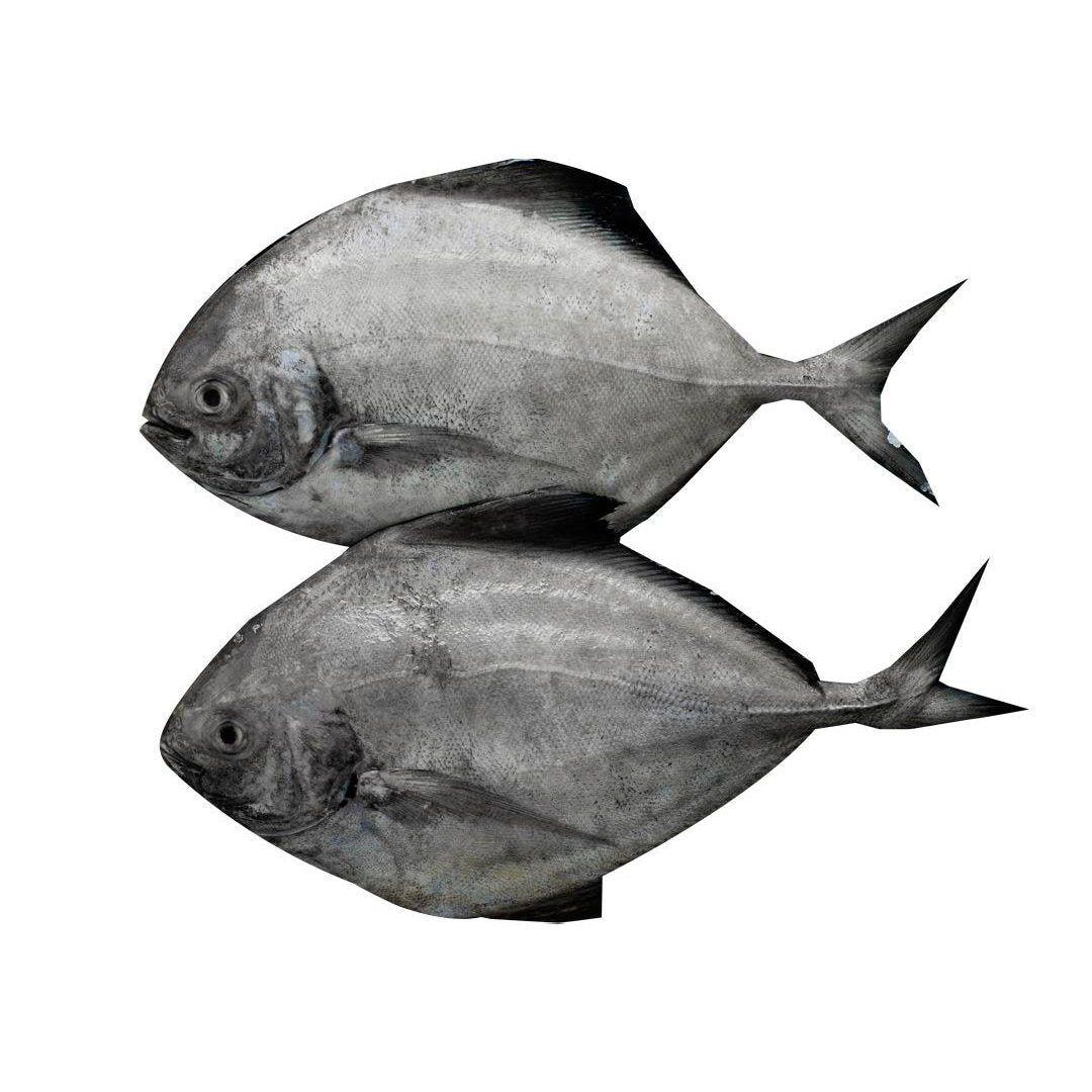 Black Pomfret / Zubaidy Al Aswad / Karutha Avoli (MEDIUM) - Whole Cleaned (With Skin) 1Kg