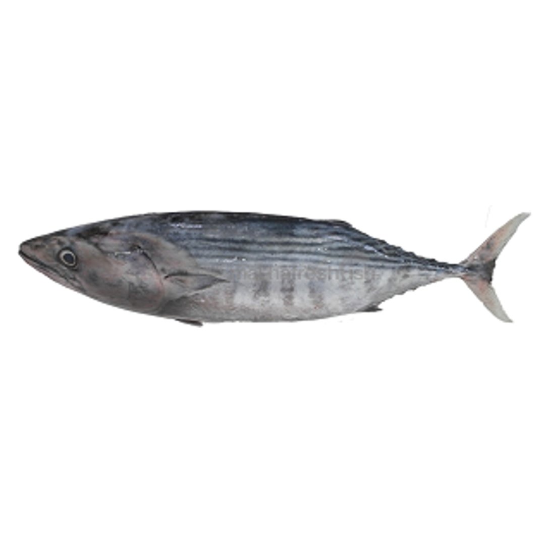 Black Tuna / Tunny / Choora - Whole 500g
