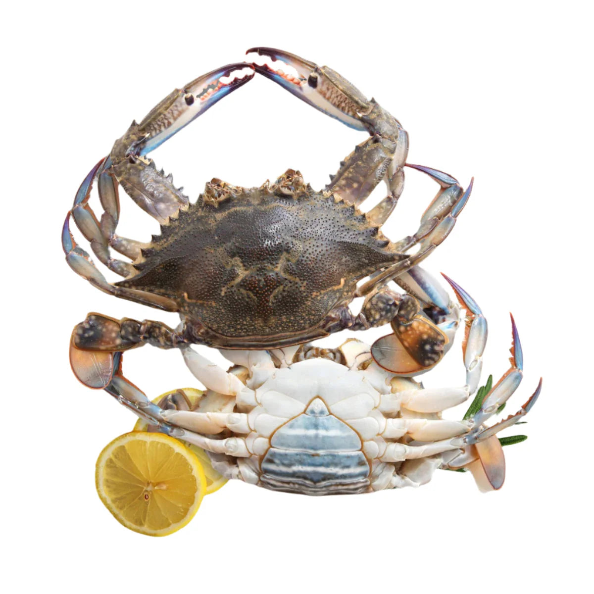 Whole Sea Crab Female Size
