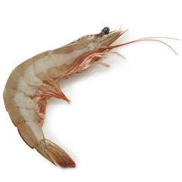 Gulf Prawns, Trimmed, Head-On & Shell On - Medium Size 500g