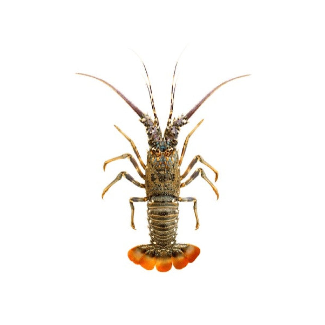 Lobster Scampi / Attukonchu / Jinga / Golda Chingdi whole cleaned