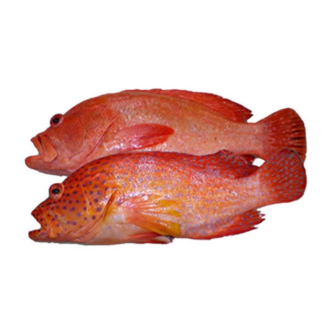 Red Grouper / Hamour / Reef Cod - Whole Cleaned