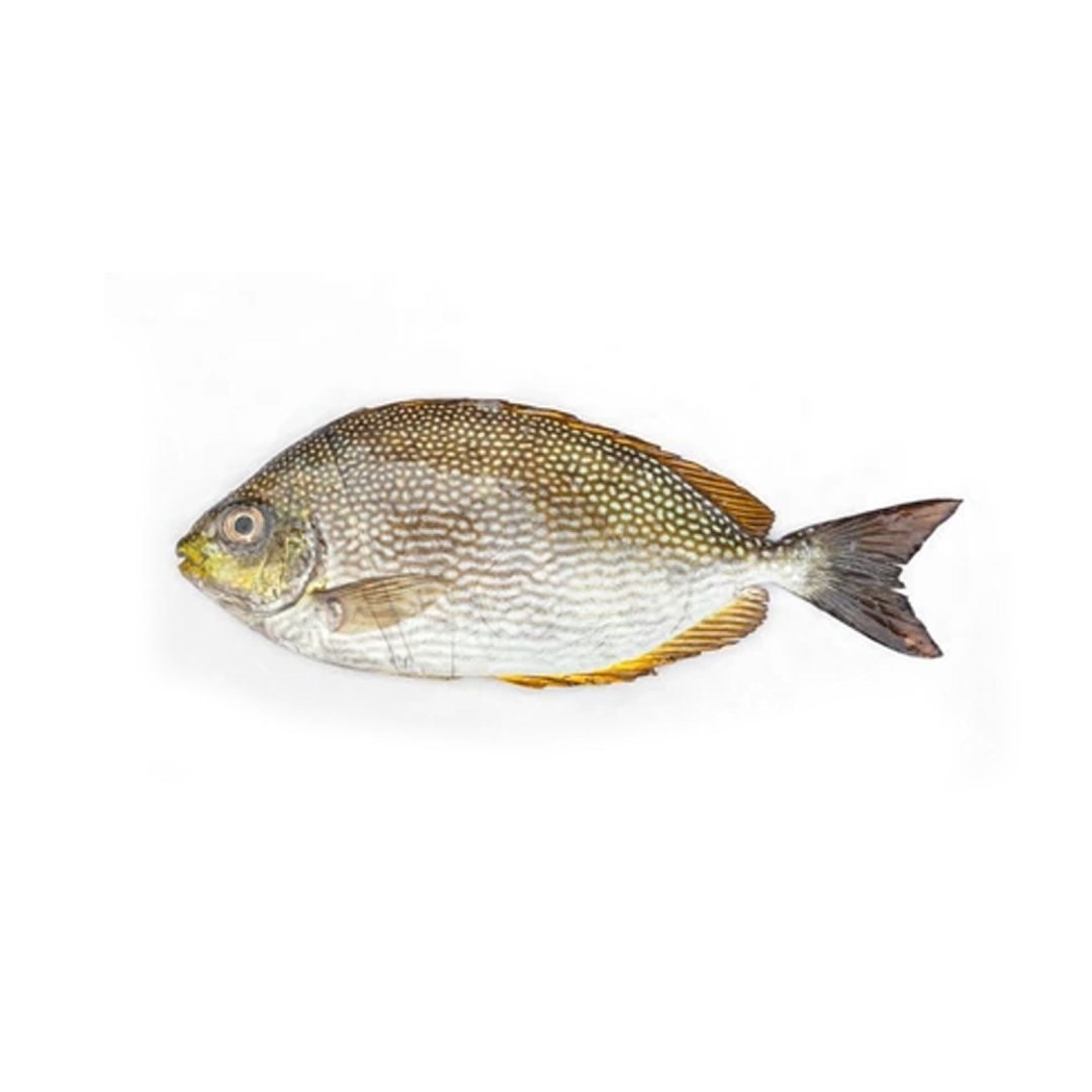 Wild Safi / Omani fish/ whole cleaned 500g
